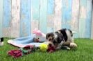 Meet Harper - our Yorkie Poo Puppy Video