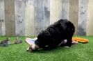 Meet Gary - our Cockapoo Puppy Video