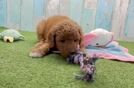 Meet Wasabi - our Mini Goldendoodle Puppy Video