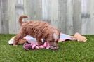 Friendly Cavapoo Baby