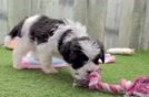 Meet Zeke - our Maltipoo Puppy Video