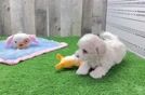 Friendly Maltipoo Baby