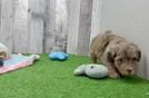 Meet Chance - our Havapoo Puppy Video
