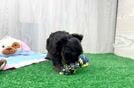 Best Yorkie Poo Baby
