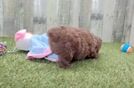 Best Mini Aussiedoodle Baby