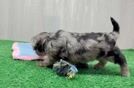 Meet Christian - our Yorkie Poo Puppy Video