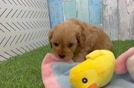 Playful Cavapoodle Poodle Mix Puppy