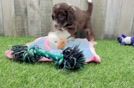 Meet Gambit - our Mini Aussiedoodle Puppy Video