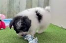 Cute Pomachon Baby