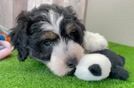 Mini Aussiedoodle Pup Being Cute