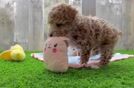 Fluffy Pudle Purebred Puppy