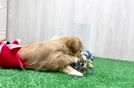 Cute Shorkie Baby