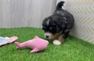 Happy Mini Bernedoodle Baby