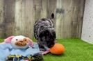 Meet Eli - our Mini Goldendoodle Puppy Video