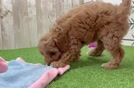 Friendly Cavapoo Baby