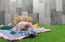 Meet Ursula - our Maltipoo Puppy Video