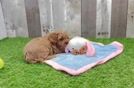 Happy Cavapoo Baby