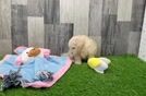 Popular Maltipoo Poodle Mix Pup