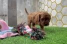 Energetic Cavoodle Poodle Mix Puppy