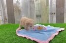 Maltipoo Puppy for Adoption