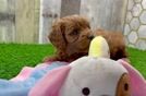 Fluffy Cavapoo Poodle Mix Pup