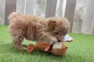 Maltipoo Puppy for Adoption