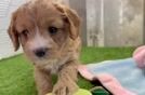 Cavapoo Puppy for Adoption