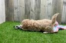 Cute Maltipoo Baby