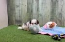 Meet Falco - our Pomachon Puppy Video