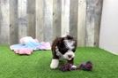 Fluffy Mini Bernedoodle Poodle Mix Pup