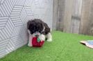 Poodle Puppy for Adoption