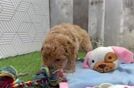 Meet Google - our Poodle Puppy Video