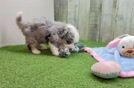 Aussiechon Pup Being Cute