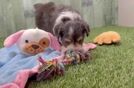 Fluffy Mini Aussiedoodle Poodle Mix Pup
