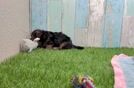 Meet Gina - our Yorkie Poo Puppy Video