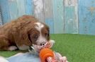 Cavapoo Pup Being Cute