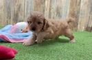 Cavapoo Puppy for Adoption
