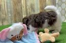 Meet Tandy - our Havanese Puppy Video