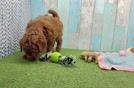 Friendly Mini Goldendoodle Baby