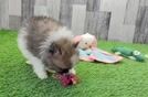 Cute Pom Pom Purebred Puppy