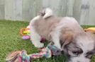 Fluffy Teddy Bear Designer Pup