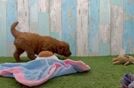 Meet Alf - our Mini Goldendoodle Puppy Video