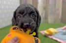 Petite Cockapoo Poodle Mix Pup