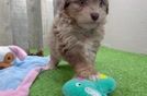 Mini Aussiedoodle Pup Being Cute