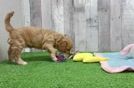 Small Cavapoo Baby