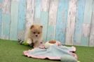 Best Pomeranian Baby