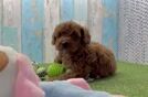 Cavapoo Puppy for Adoption