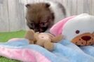 Playful Pomeranian Baby