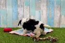 Meet Elmer - our Cavapoo Puppy Video