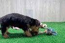 Small Yorkie Poo Baby